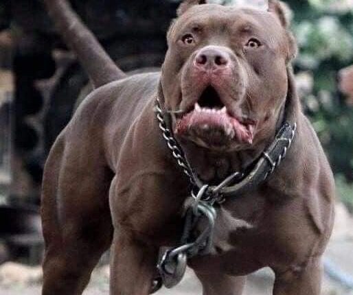 «لو عضك كلب تعمل إيه» تعرف على عقوبات القانون